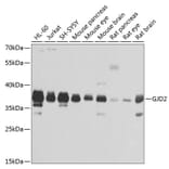 Western Blot - Anti-Cx36 Antibody (A14235) - Antibodies.com