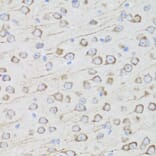 Immunohistochemistry - Anti-AQP0 Antibody (A14237) - Antibodies.com