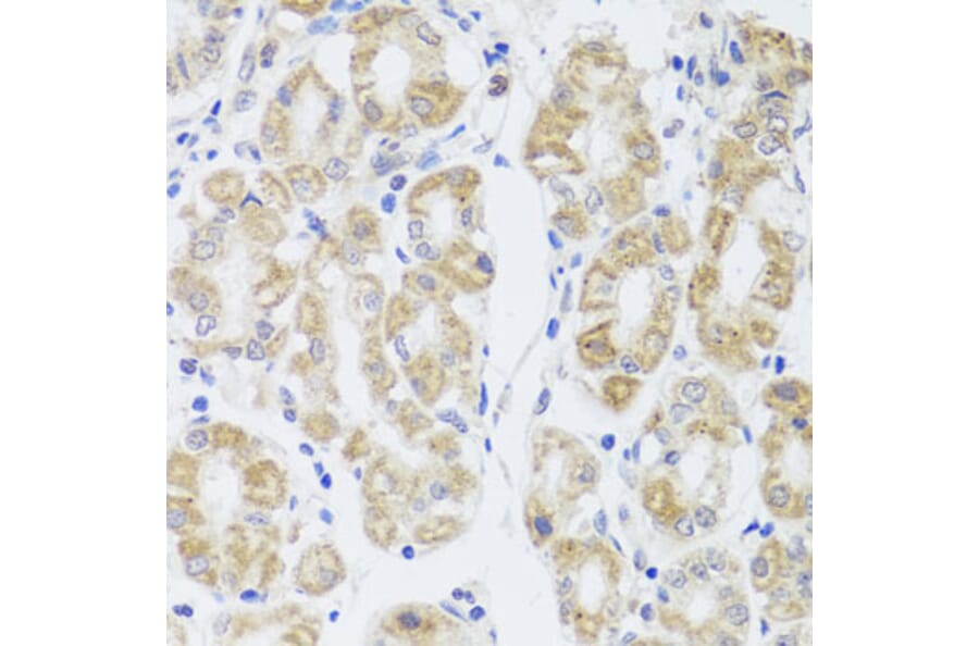 Immunohistochemistry - Anti-AQP0 Antibody (A14237) - Antibodies.com