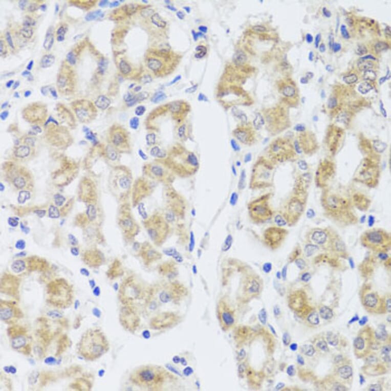 Immunohistochemistry - Anti-AQP0 Antibody (A14237) - Antibodies.com