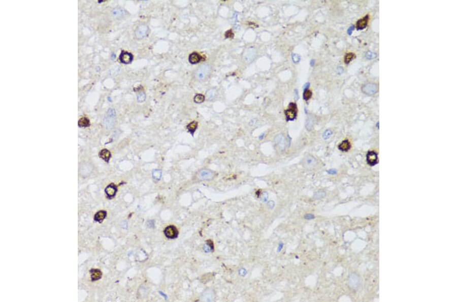 Immunohistochemistry - Anti-AQP0 Antibody (A14237) - Antibodies.com