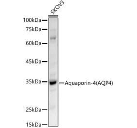 Western Blot - Anti-Aquaporin 4 Antibody (A14238) - Antibodies.com