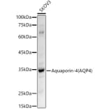 Western Blot - Anti-Aquaporin 4 Antibody (A14238) - Antibodies.com