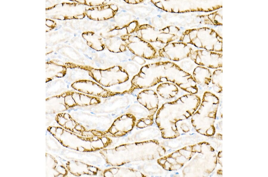 Immunohistochemistry - Anti-Aquaporin 4 Antibody (A14238) - Antibodies.com