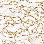 Immunohistochemistry - Anti-Aquaporin 4 Antibody (A14238) - Antibodies.com