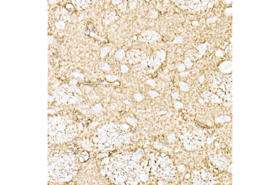 Immunohistochemistry - Anti-Aquaporin 4 Antibody (A14238) - Antibodies.com