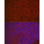 Immunofluorescence - Anti-Aquaporin 4 Antibody (A14238) - Antibodies.com