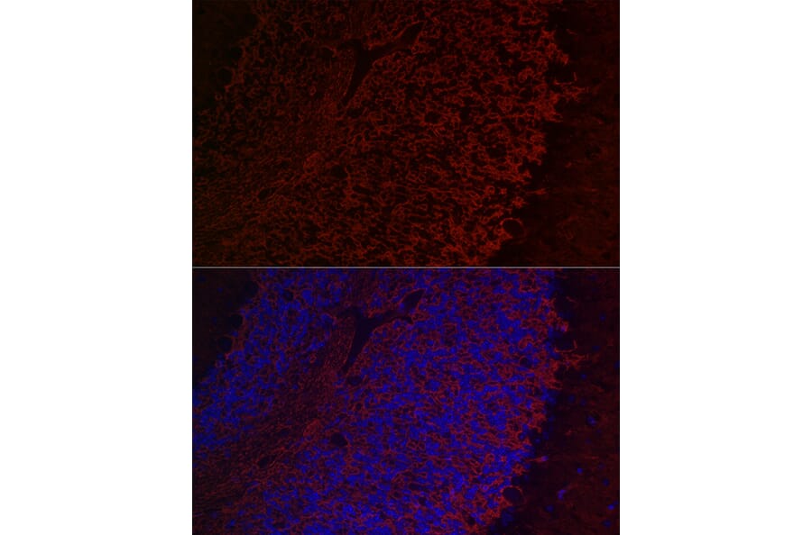 Immunofluorescence - Anti-Aquaporin 4 Antibody (A14238) - Antibodies.com