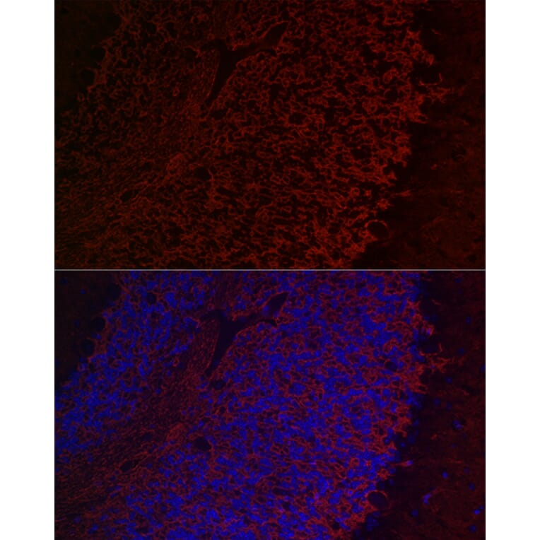 Immunofluorescence - Anti-Aquaporin 4 Antibody (A14238) - Antibodies.com