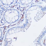 Immunohistochemistry - Anti-CX3CR1 Antibody (A14239) - Antibodies.com