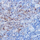 Immunohistochemistry - Anti-CX3CR1 Antibody (A14239) - Antibodies.com