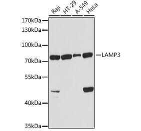 Western Blot - Anti-CD208 Antibody (A14241) - Antibodies.com