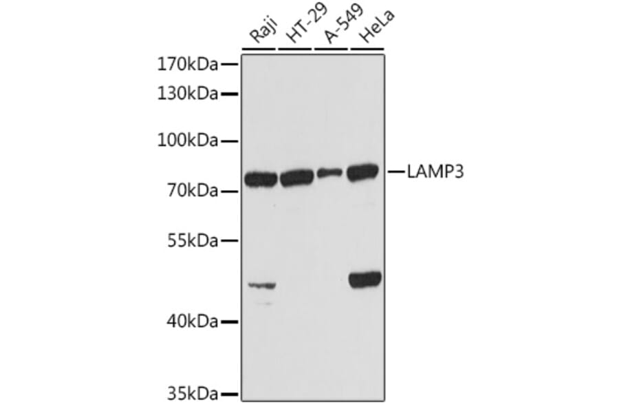 Western Blot - Anti-CD208 Antibody (A14241) - Antibodies.com
