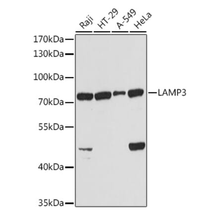 Western Blot - Anti-CD208 Antibody (A14241) - Antibodies.com