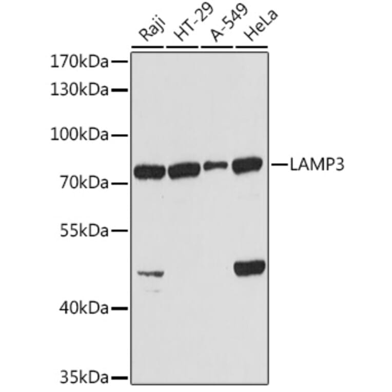 Western Blot - Anti-CD208 Antibody (A14241) - Antibodies.com