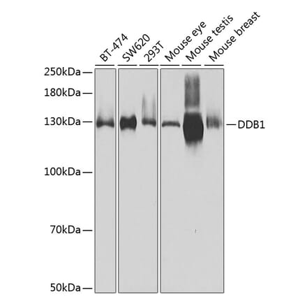 Western Blot - Anti-DDB1 Antibody (A14242) - Antibodies.com