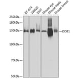 Western Blot - Anti-DDB1 Antibody (A14242) - Antibodies.com