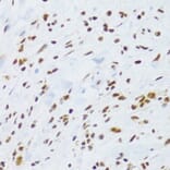 Immunohistochemistry - Anti-DDB1 Antibody (A14242) - Antibodies.com