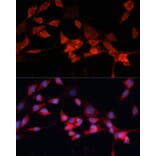 Immunofluorescence - Anti-DDB1 Antibody (A14242) - Antibodies.com