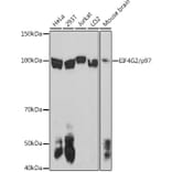 Western Blot - Anti-P97/DAP5 Antibody (A14243) - Antibodies.com