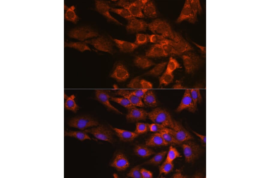 Immunofluorescence - Anti-P97/DAP5 Antibody (A14243) - Antibodies.com