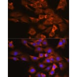 Immunofluorescence - Anti-P97/DAP5 Antibody (A14243) - Antibodies.com