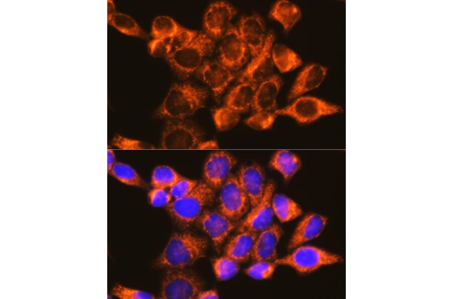 Immunofluorescence - Anti-P97/DAP5 Antibody (A14243) - Antibodies.com