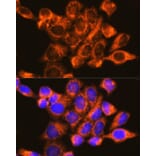 Immunofluorescence - Anti-P97/DAP5 Antibody (A14243) - Antibodies.com