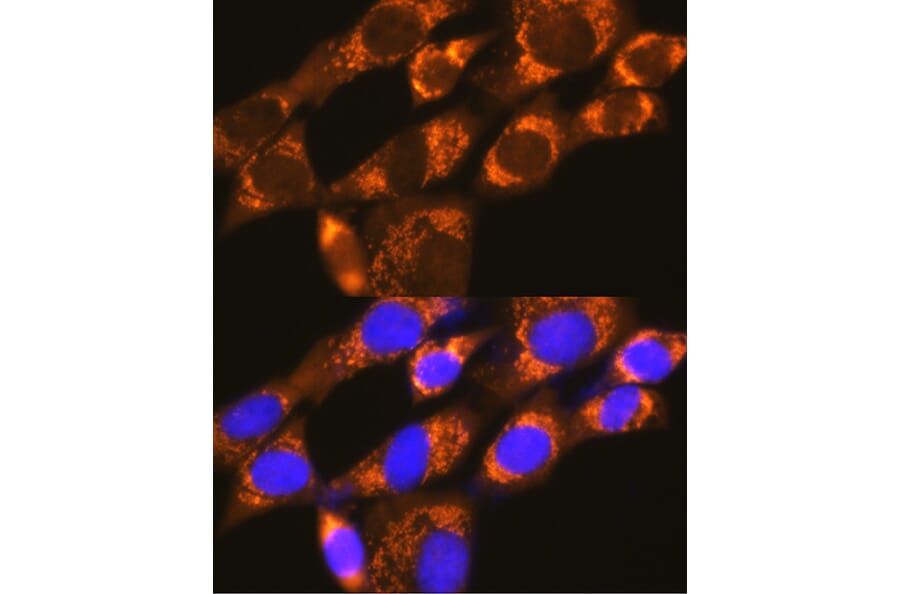 Immunofluorescence - Anti-P97/DAP5 Antibody (A14243) - Antibodies.com