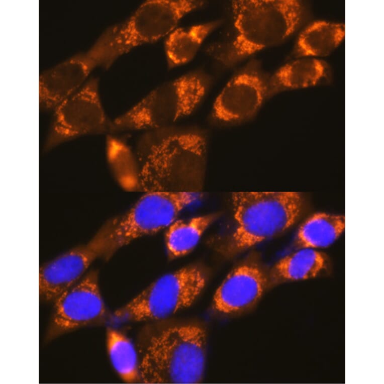 Immunofluorescence - Anti-P97/DAP5 Antibody (A14243) - Antibodies.com
