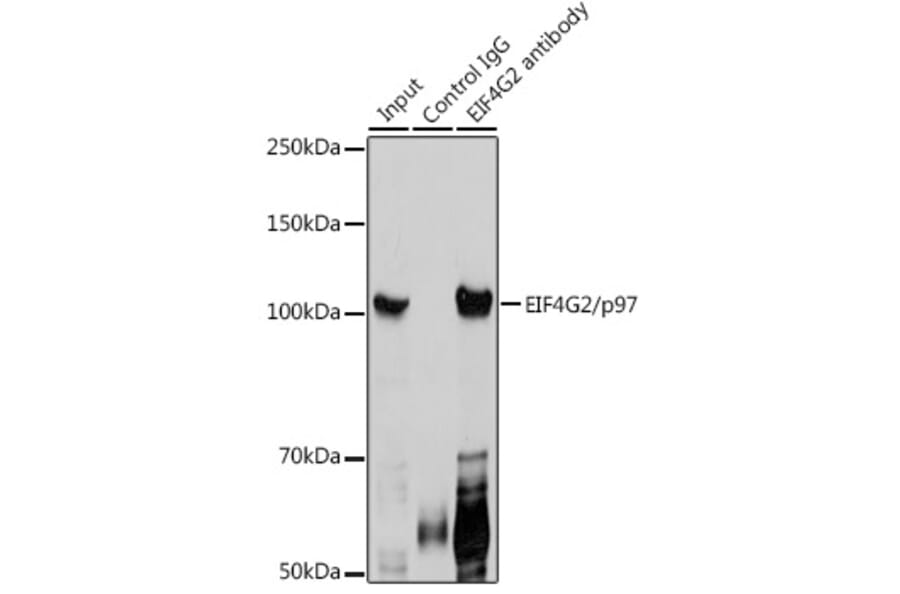 Western Blot - Anti-P97/DAP5 Antibody (A14243) - Antibodies.com