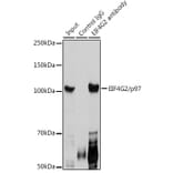 Western Blot - Anti-P97/DAP5 Antibody (A14243) - Antibodies.com