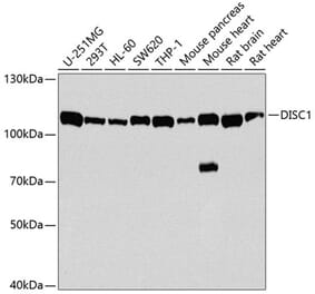 Western Blot - Anti-DISC1 Antibody (A2898) - Antibodies.com