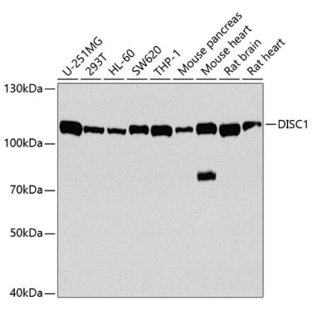 Western Blot - Anti-DISC1 Antibody (A14244) - Antibodies.com