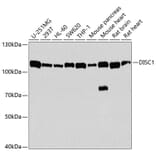 Western Blot - Anti-DISC1 Antibody (A2898) - Antibodies.com