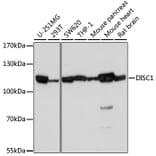 Western Blot - Anti-DISC1 Antibody (A2898) - Antibodies.com