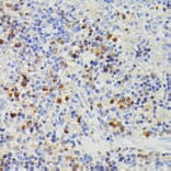 Immunohistochemistry - Anti-dUTPase Antibody (A14245) - Antibodies.com