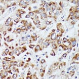 Immunohistochemistry - Anti-dUTPase Antibody (A14245) - Antibodies.com