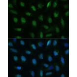 Immunofluorescence - Anti-dUTPase Antibody (A14245) - Antibodies.com