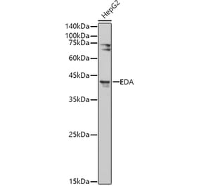 Western Blot - Anti-EDA Antibody (A14246) - Antibodies.com