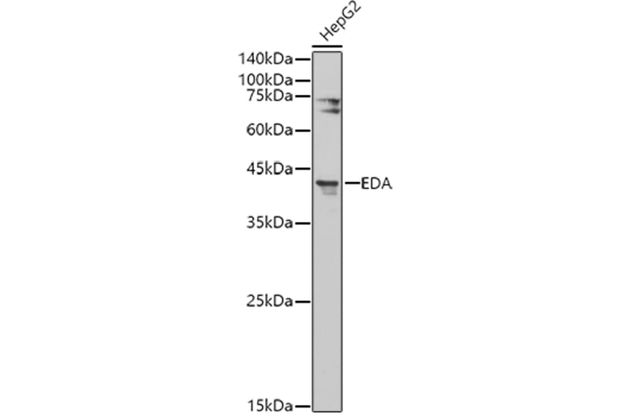 Western Blot - Anti-EDA Antibody (A14246) - Antibodies.com