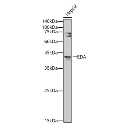 Western Blot - Anti-EDA Antibody (A14246) - Antibodies.com