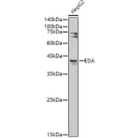 Western Blot - Anti-EDA Antibody (A14246) - Antibodies.com