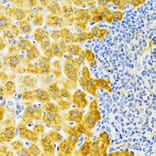 Immunohistochemistry - Anti-EDA Antibody (A14246) - Antibodies.com