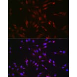 Immunofluorescence - Anti-EDA Antibody (A14246) - Antibodies.com