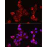 Immunofluorescence - Anti-EDA Antibody (A14246) - Antibodies.com