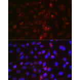 Immunofluorescence - Anti-EDA Antibody (A14246) - Antibodies.com