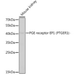 Western Blot - Anti-Prostaglandin E Receptor EP1/PTGER1 Antibody (A14250) - Antibodies.com