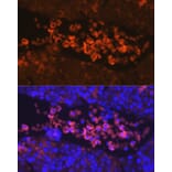 Immunofluorescence - Anti-EPO-R Antibody (A14252) - Antibodies.com