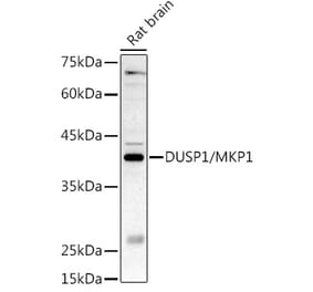 Western Blot - Anti-MKP-1 Antibody (A14253) - Antibodies.com